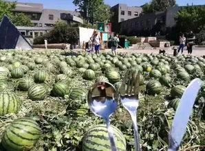 朝阳吃瓜群众,揭秘都市生活百态